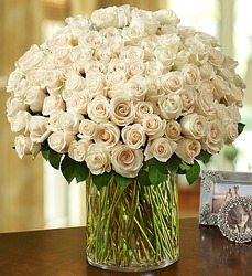 100 Premium White <br> Roses in a Vase  Davis Floral Clayton Indiana from Davis Floral