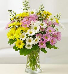 One Dozen Daisies <br>Arranged in a Vase  Davis Floral Clayton Indiana from Davis Floral