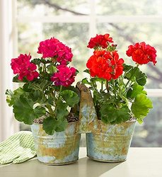 Duo of Geraniums 