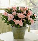 Beautiful Pink Rozalea Plant 