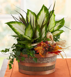 Fall Dish Garden Davis Floral Clayton Indiana from Davis Floral