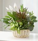 Classic Basket Garden