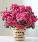 Blooming Love� Azalea 
