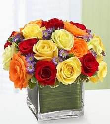 Rainbow of Roses Davis Floral Clayton Indiana from Davis Floral