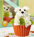Pup-cake in Bloom