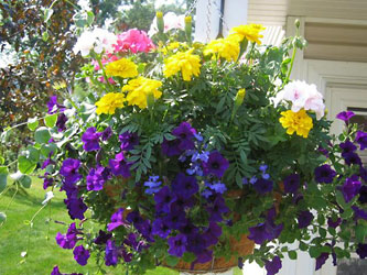 davisfloral.net davisfloral.net