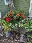 12" Combo Hanging Basket<br>'Bachelorette Red' Davis Floral Clayton Indiana from Davis Floral