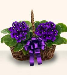 Two African Violet Plants <br>in Peanut Wicker Basket