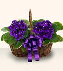 Two African Violet Plants <br>in Peanut Wicker Basket
