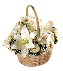 The Divinity Basket