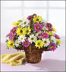 Spring Daisy Basket Davis Floral Clayton Indiana from Davis Floral