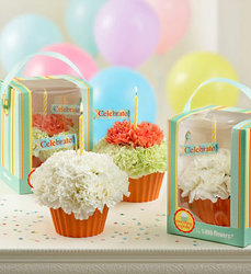 Cupcake in Bloom Davis Floral Clayton Indiana from Davis Floral