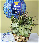 Dish Garden for Father's Day Davis Floral Clayton Indiana from Davis Floral