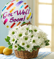 Basket Full of Daisies <BR>with Get Well Balloon Davis Floral Clayton Indiana from Davis Floral