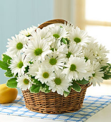 White Daisy Basket Davis Floral Clayton Indiana from Davis Floral