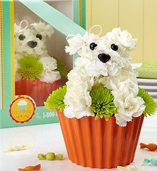 Pup-cake in Bloom Davis Floral Clayton Indiana from Davis Floral