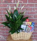 Plants and Snacks for Dad Davis Floral Clayton Indiana from Davis Floral