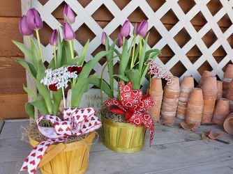 Tulip Bulb Basket Davis Floral Clayton Indiana from Davis Floral