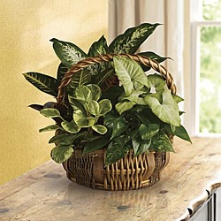 Emerald Garden Basket Davis Floral Clayton Indiana from Davis Floral