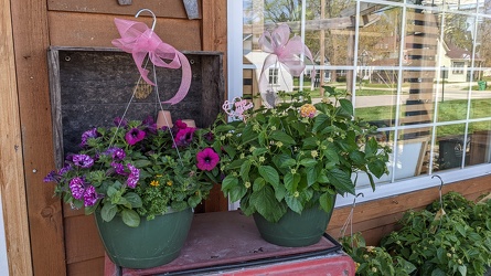 10" Hanging Baskets Davis Floral Clayton Indiana from Davis Floral