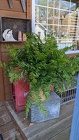 Macho Fern Plant Davis Floral Clayton Indiana from Davis Floral