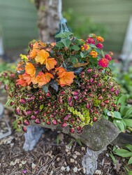 12" Combo Hanging Basket <br>'Del Sol' Davis Floral Clayton Indiana from Davis Floral