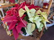 8" Tri-Color Poinsettia Davis Floral Clayton Indiana from Davis Floral 8" Tri-Color Poinsettia Davis Floral Clayton Indiana from Davis Floral