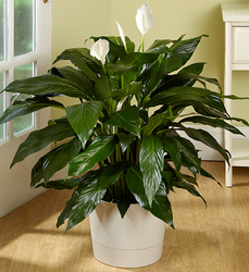 Spathiphyllum Floor Plant Davis Floral Clayton Indiana from Davis Floral