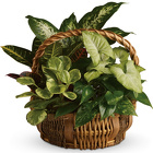 Emerald Garden Basket Davis Floral Clayton Indiana from Davis Floral