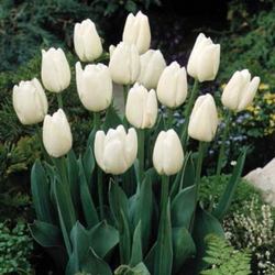 Darwin Hybrid <br> White Clouds Davis Floral Clayton Indiana from Davis Floral