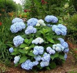 Hydrangea Nantucket Blue Davis Floral Clayton Indiana from Davis Floral