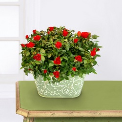 English Garden Double Rose Davis Floral Clayton Indiana from Davis Floral