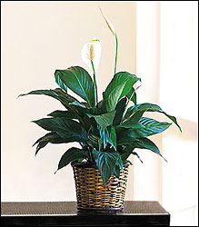 Spathiphyllum Plant Davis Floral Clayton Indiana from Davis Floral