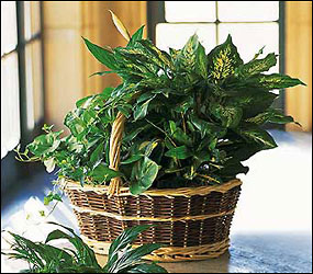 Green Garden Basket Deluxe Davis Floral Clayton Indiana from Davis Floral